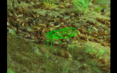 EASTERN ANTHEMS / CANTOS DEL ESTE