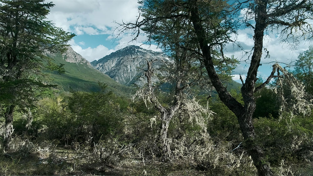 BOSQUE ARRIBA EN LA MONTAÑA